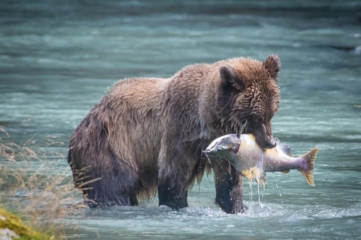 Local fishing on the Chilkoot River